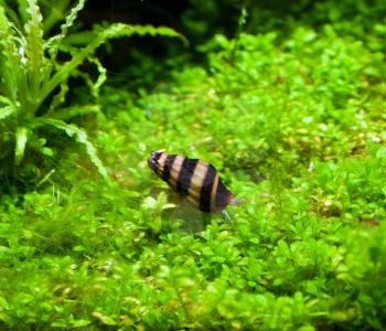 Helena snail in freshwater aquarium