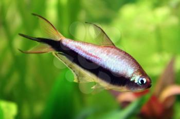 Tetra Nematobrycon palmeri- freswater fish in aquarium