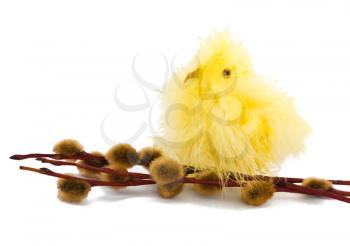 Easter chicken and willow on the white background