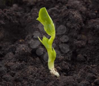 Green sprout in the soil