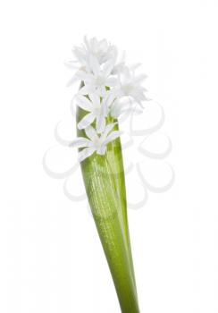 Snowdrop flower on white background