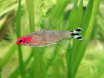 Good freshwater aquarium fish - tetra hemigrammus bleheri