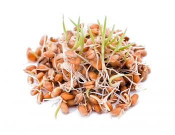 Sprouted wheat on white background