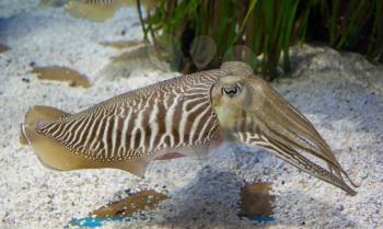 Cuttlefish in aquarium with sand