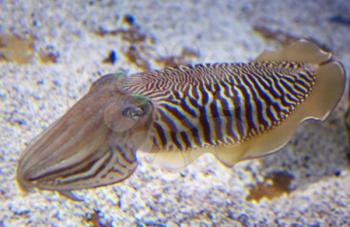 Cuttlefish in the aquarium