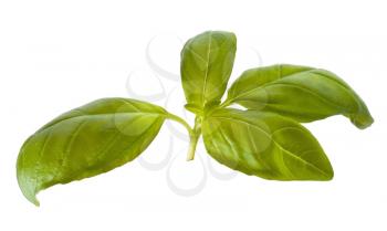 Young basil herb isolated on white