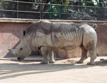 Rhino in the local zoo