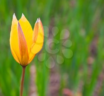 Wild tulip over the grass background