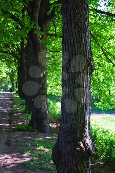Row of the linden trees in the sunny park