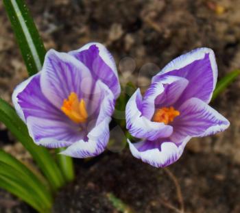 Two crocus flowers in soil