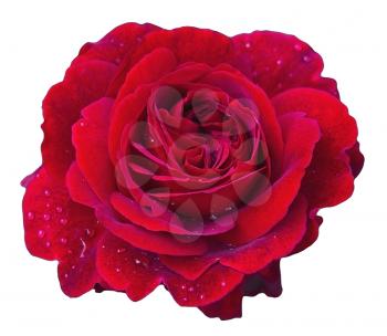 Elegant red rose with water drops