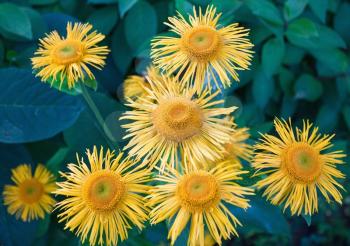 Beautiful yellow nard flowers