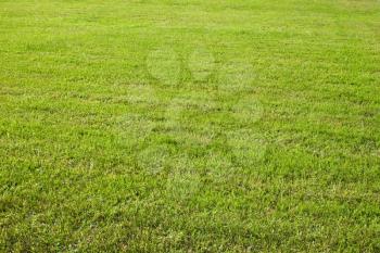 Green cut grass on the field