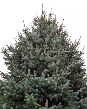 Fir tree isolated on the white bacground