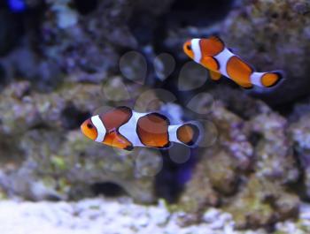 Group of clown fishs in aquarium