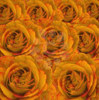 Elegant yellow roses with water drops make background
