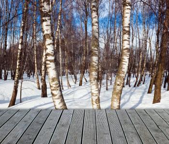 Birch forest in winter with walkway