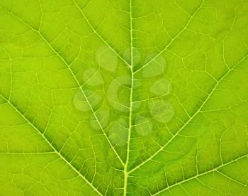 Squash leaf green background