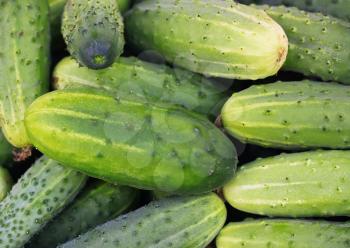 Ripe green cucumber background