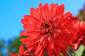 REd dalia flower over blue sky background