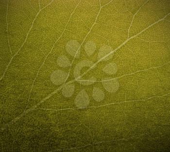 Abstract leaf texture for background