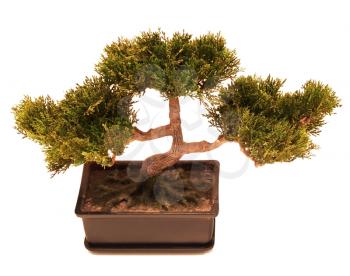 Bonsai tree in pot isolated on white background
