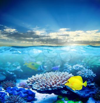 Underwater tropical sea life in sunset light