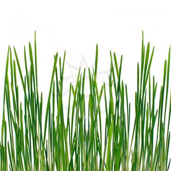 Early green grass isolated on white background