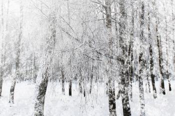 Snow forest in winter time
