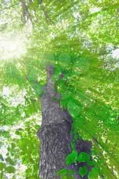 Linden tree over the sky in sunlight