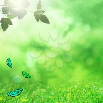Growing nature background with tree leaves and butterflies
