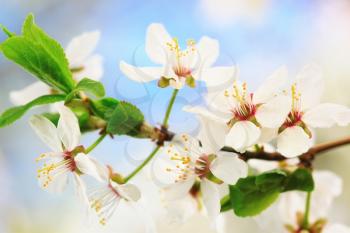 Cherry or plum tree flowers in spring 