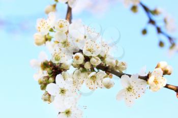 Plum tree flowers on sky background in spring
