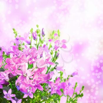 Spring flowers of campanula isolated on white background
