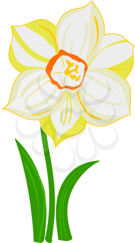 Royalty Free Photo of a Narcissus Flower