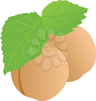 Royalty Free Clipart Image of Two Apricots