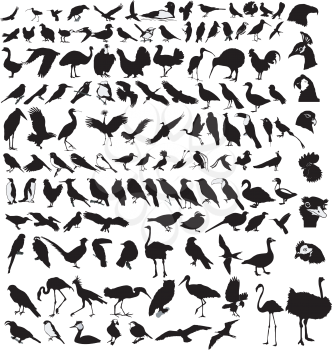 Royalty Free Clipart Image of Bird Sihouettes