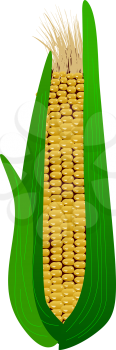 Royalty Free Clipart Image of an Cob of Corn