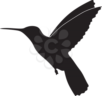 silhouette of colibri