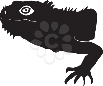 silhouette of iguana