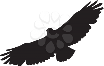 silhouette of buzzard