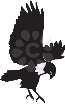 silhouette of buzzard