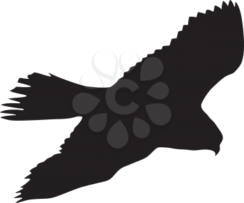 silhouette of gyrfalcon