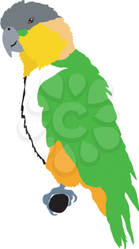 Illustration of Short-tailed Parrot