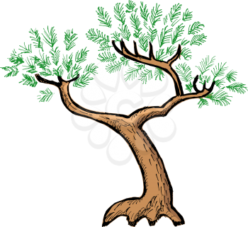 Hand drawn, vector, cartoon illustration of pine