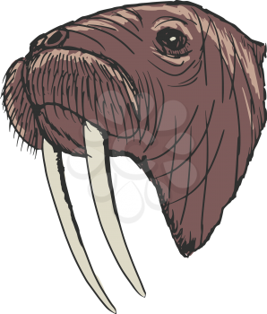 hand drawn, sketch, cartoon illustration of walrus