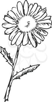 hand drawn, sketch, black illustration of chamomile