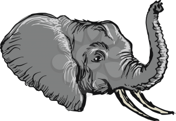hand drawn, sketch, cartoon illustration of head of elephant