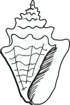 hand drawn, sketch, doodle illustration of sea shell