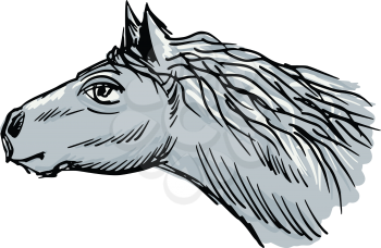 hand drawn, sketch illustration of horse